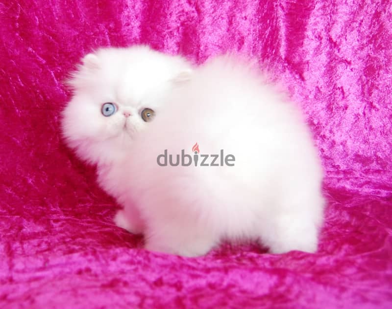 Teacup Persian Kitten 0