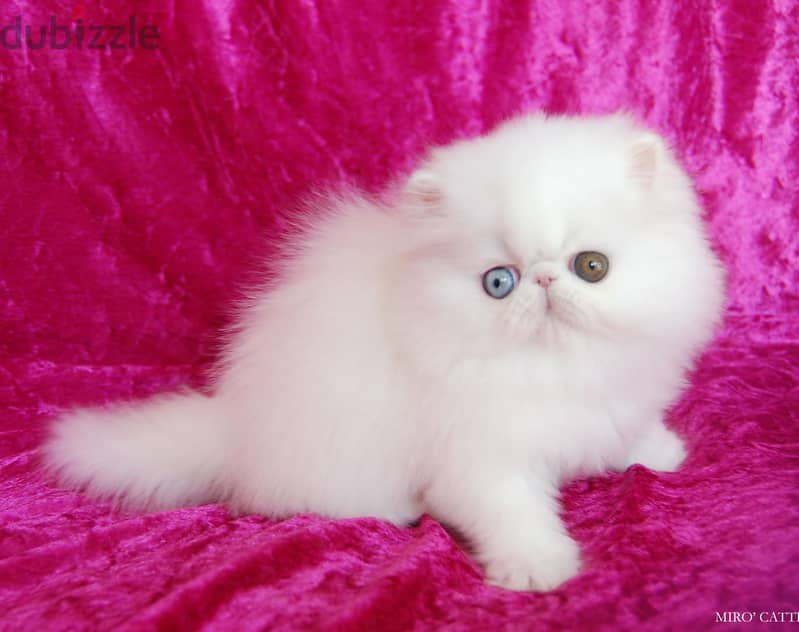 Teacup Persian Kitten 1