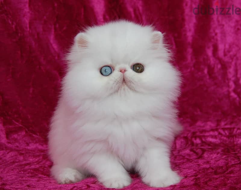 Teacup Persian Kitten 2