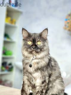 Persian cat 0