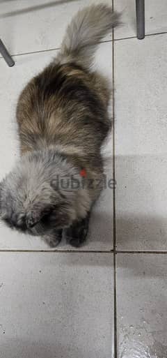 Persian Cat (Whatsapp-98937293) 0