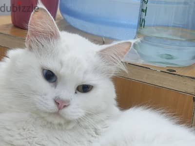 Turkish angora cat with double color eyes