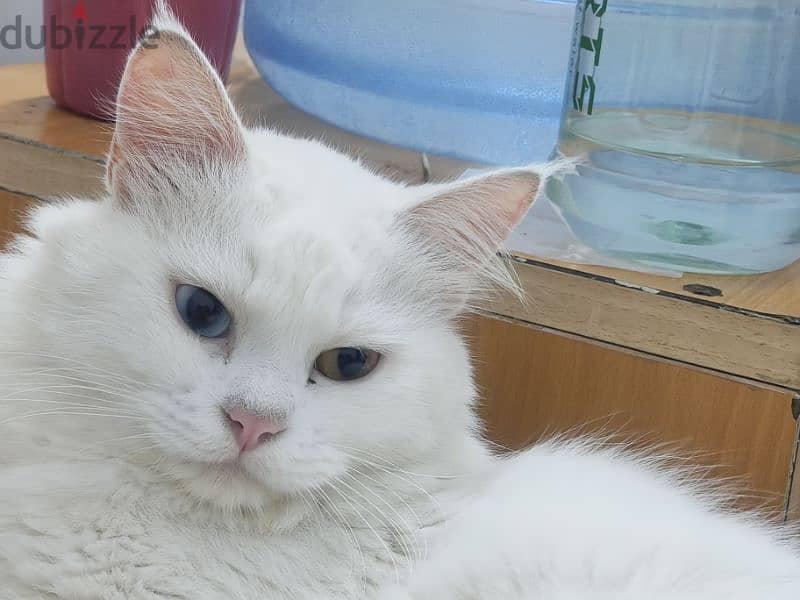 Turkish angora cat with double color eyes 0