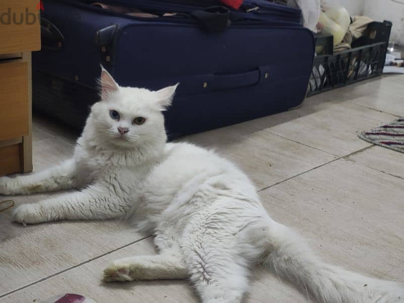 Turkish angora cat with double color eyes 2