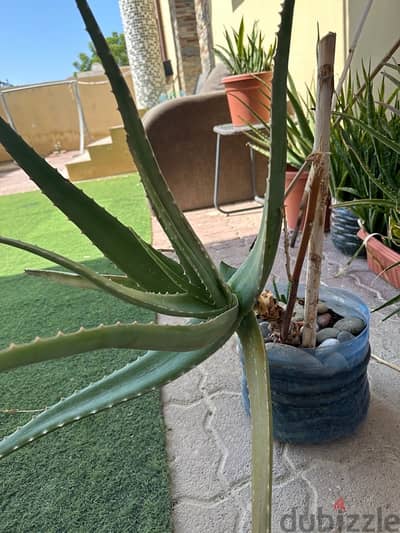 Aloe Vera plants