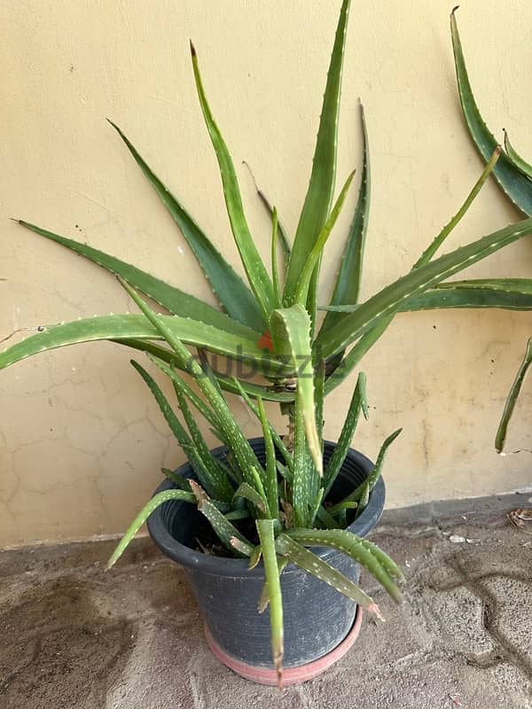 Aloe Vera plants 1