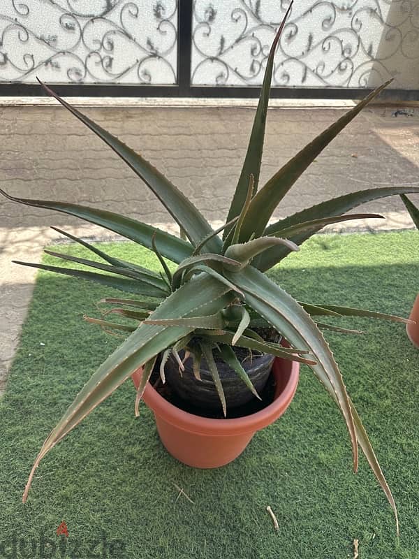 Aloe Vera plants 2