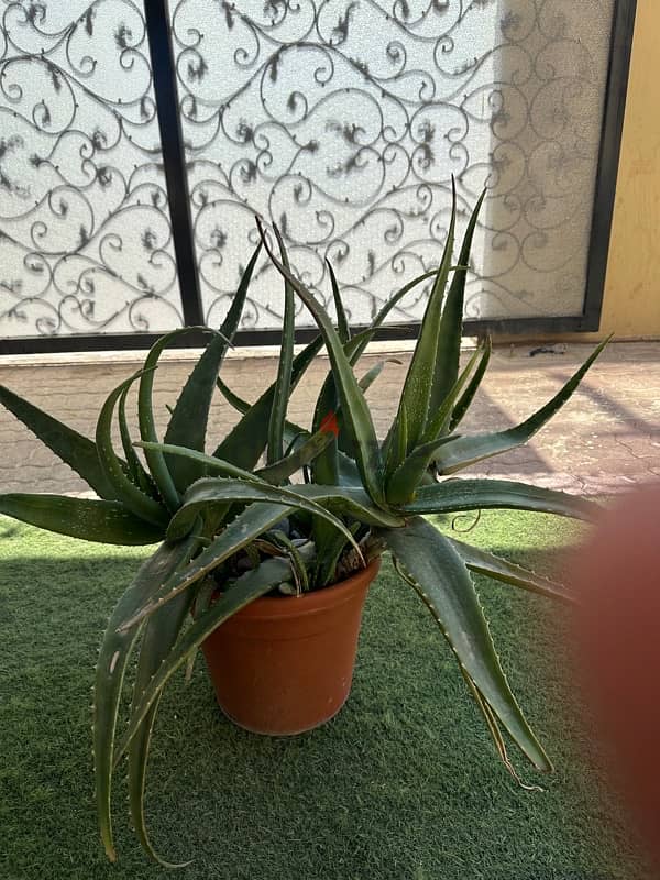 Aloe Vera plants 3