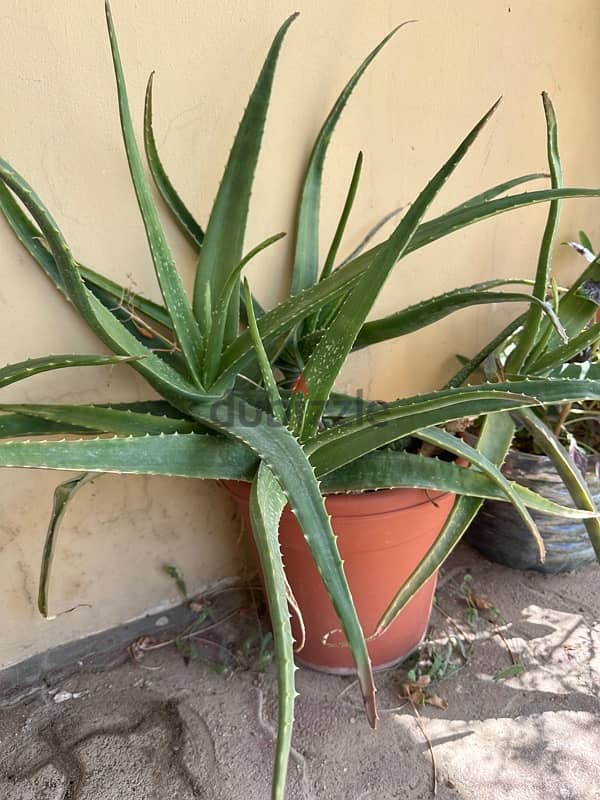 Aloe Vera plants 4