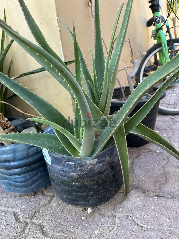 Aloe Vera plants 5