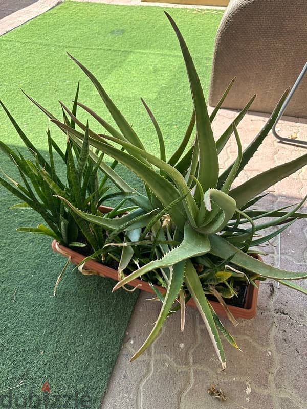 Aloe Vera plants 6