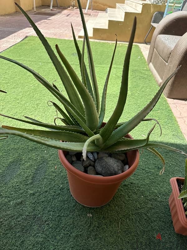 Aloe Vera plants 7