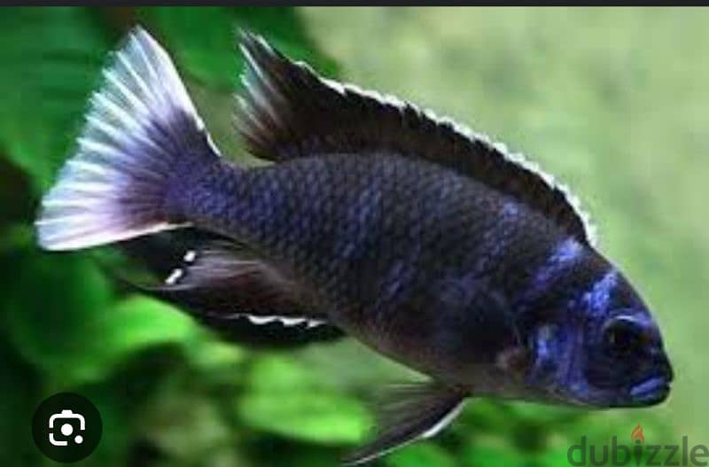 White tail acei cichlid 0