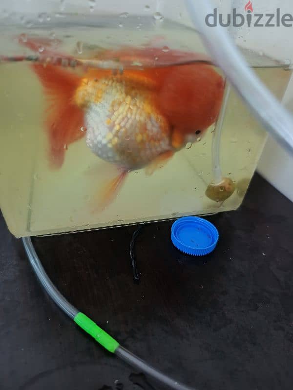 gold fish big size 1