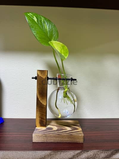 Hanging vase with money plant