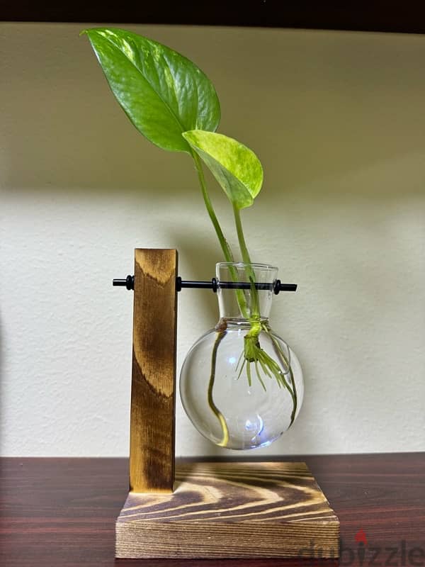 Hanging vase with money plant 1