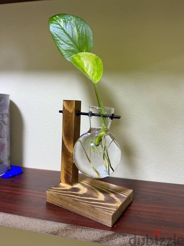 Hanging vase with money plant 2