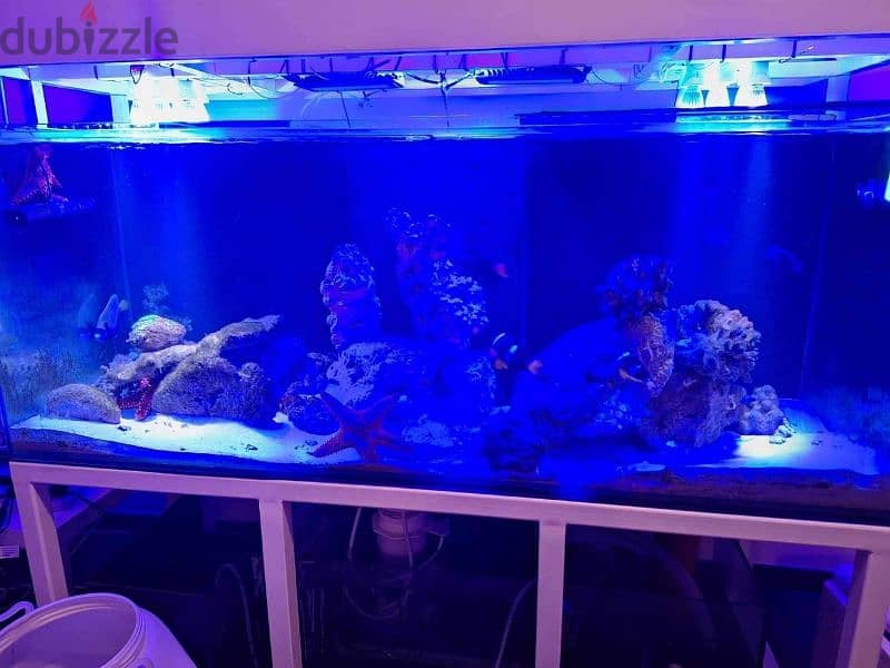 fish aquarium for sale 0