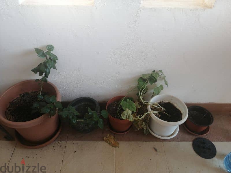 9 flower pots with 2 stands 3