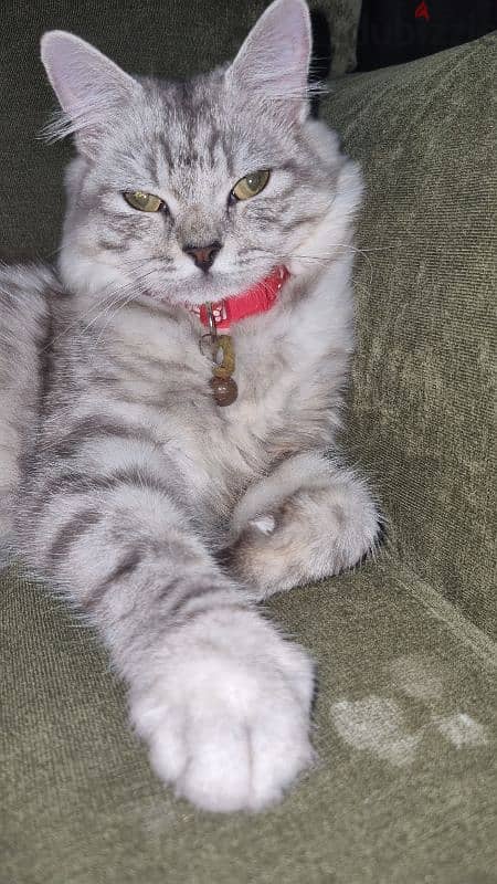 5 Months old Female Turkish Angora Kitten 1