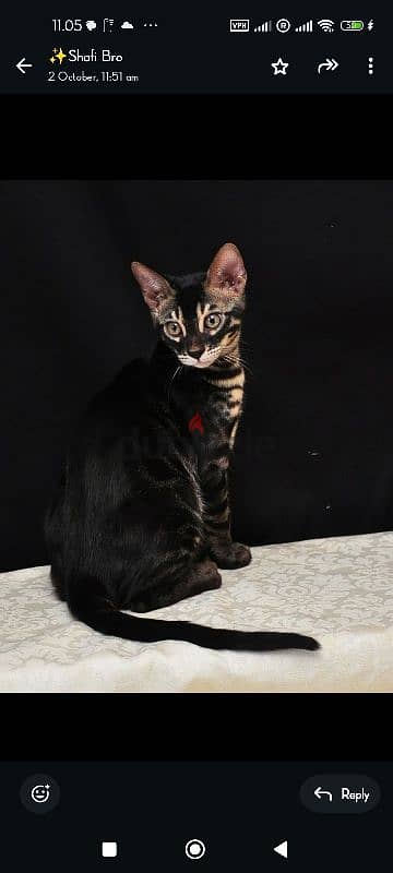 Bengal female kitten