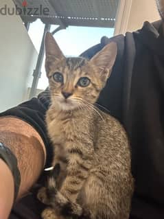 Kitten For Adoption 0