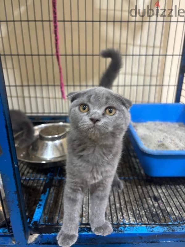 British short hair and Scottish fold 3