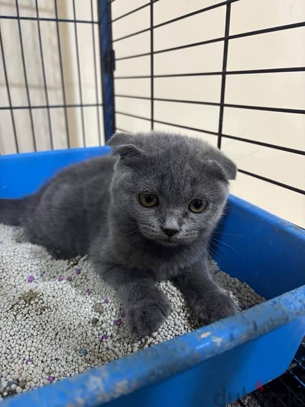 British short hair and Scottish fold 4