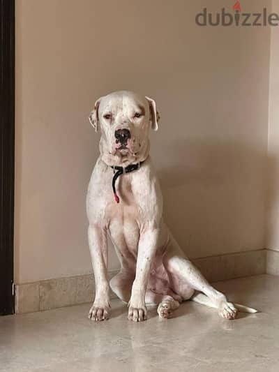 Purebreed Male Dogo Argentio