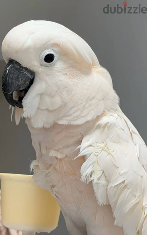 cockatoo Moluccan 0