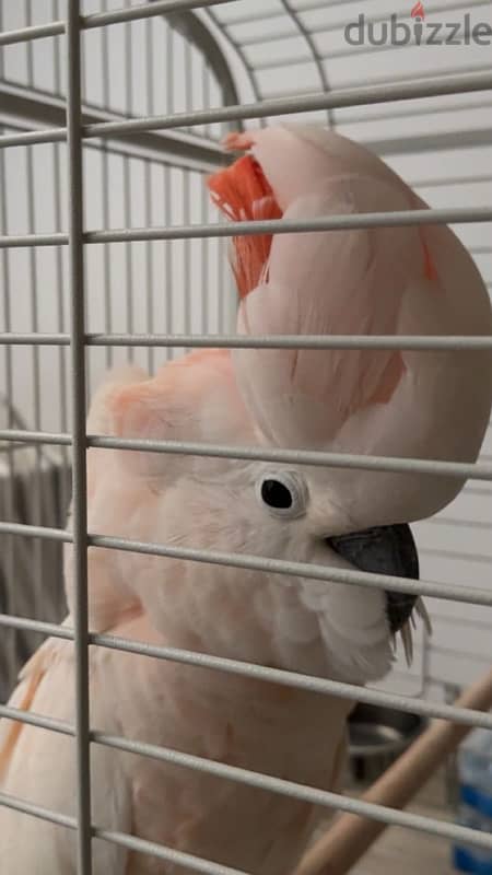 cockatoo Moluccan 1