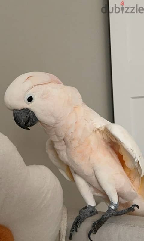 cockatoo Moluccan 2