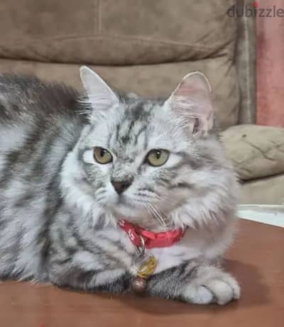 5 Months old Female Turkish Angora Kitten