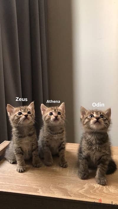 قطط للتبني مجانا / cats for adoption