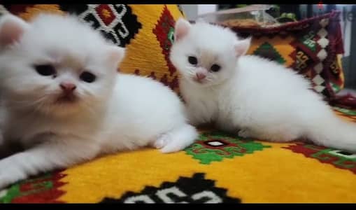 2 months  old white  blue eyes male kitten for sell