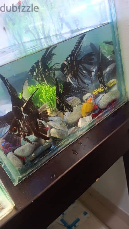 fish tank new 2