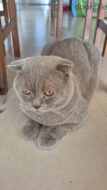 Scottish fold cat 2