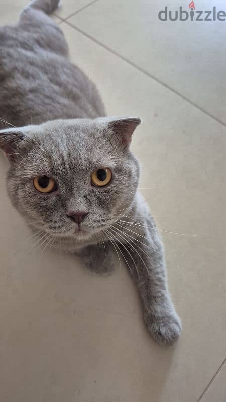 Scottish fold cat 3