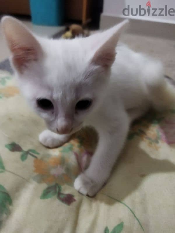 free adoption (white kittens only left) 2