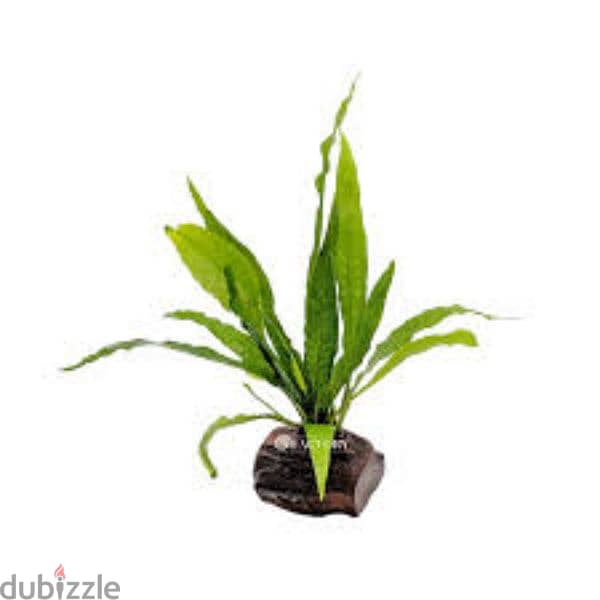 aquarium plant Jawa fern 1