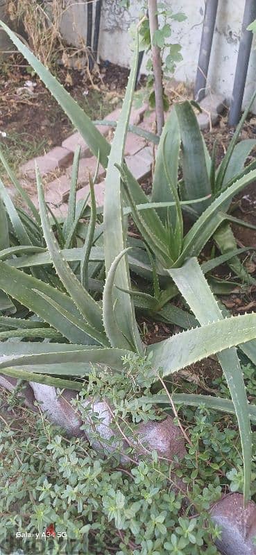 aloe vera leaf. ( home plant)