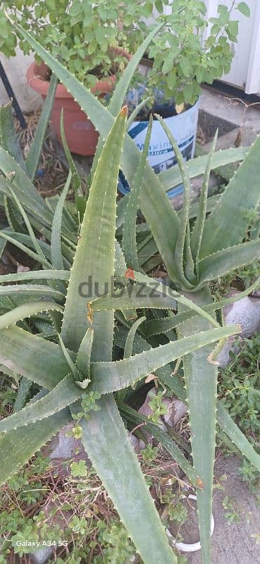 aloe vera leaf. ( home plant) 1