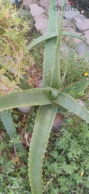 aloe vera leaf. ( home plant) 2