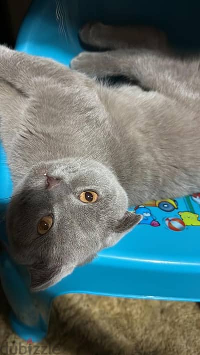 Adopt scottish fold cat