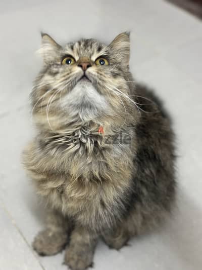 Persian Cat female