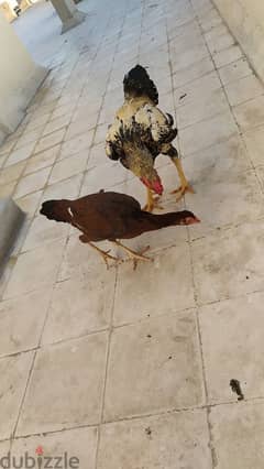 Pakistan fighter chicken male and female 0