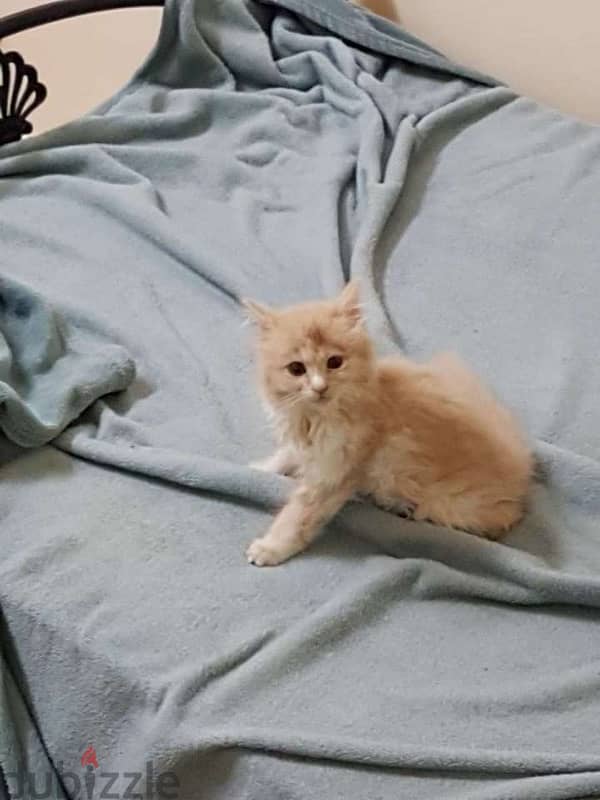 Persian cat for sale. 1