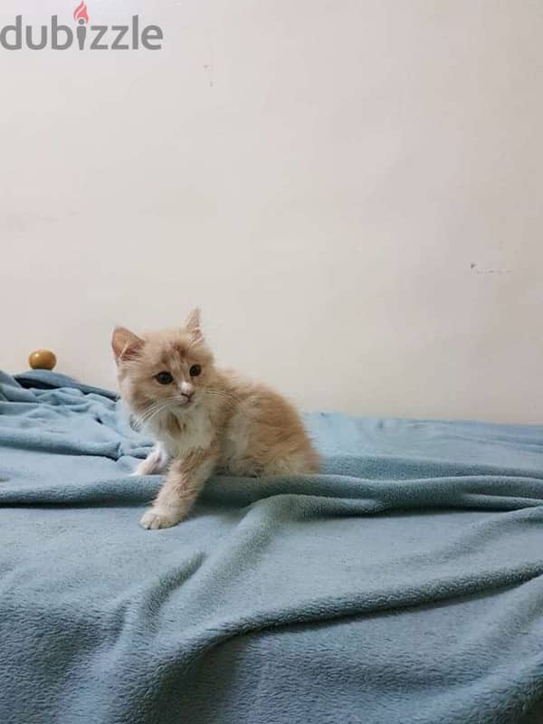 Persian cat for sale. 2