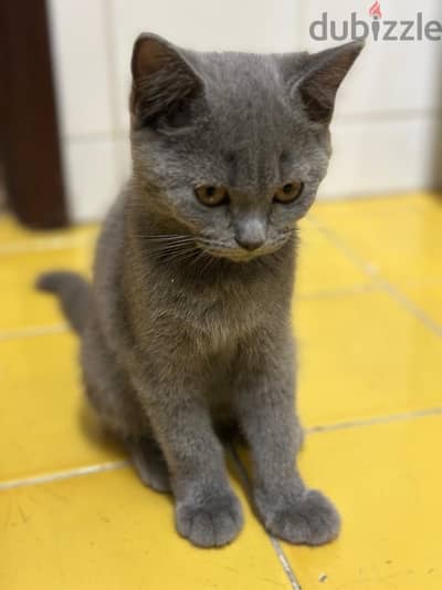 British shorthair kittens