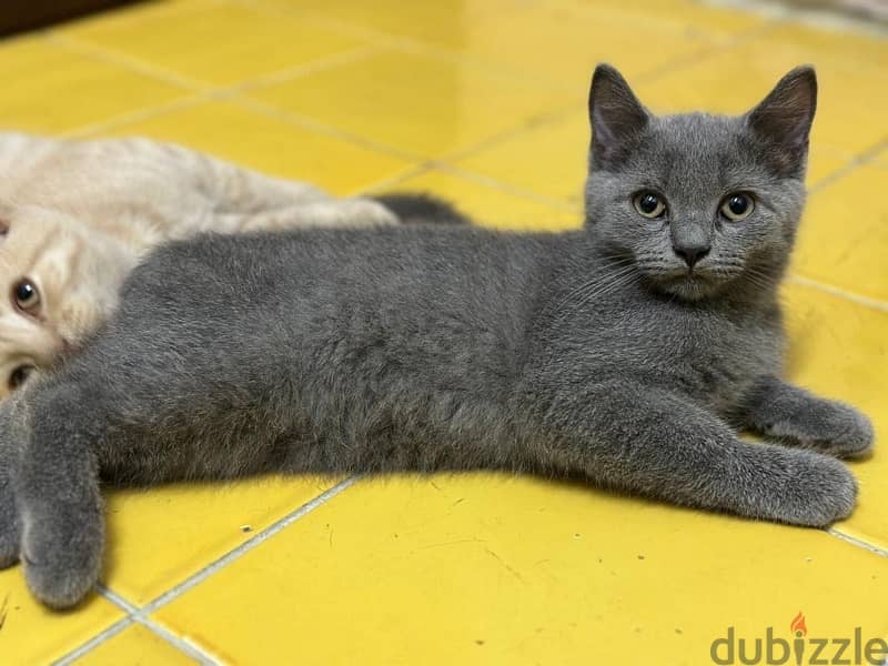 British shorthair kittens 1